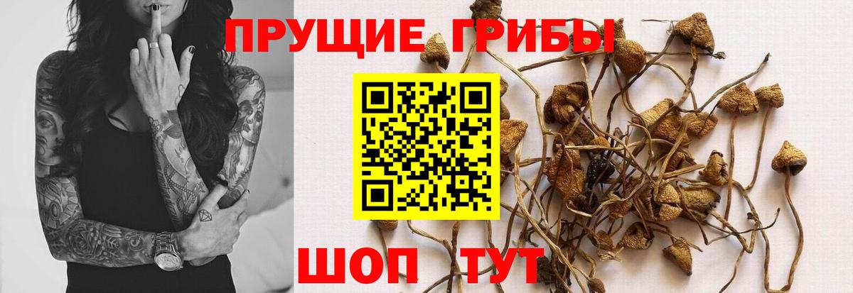 Канабис Губкинский